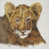 Untitled (lioness)