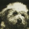 Untitled (Bichon type dog)
