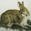 Walden Pond Rabbit