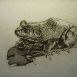 Walden Pond Frog