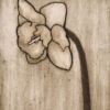 Daffodil 1 (daffodil collo-light)