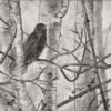 Robin 1
