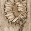 Sunflower 2 (sunflower collo-LIGHT)