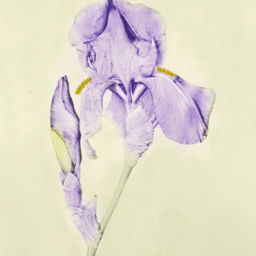 Iris (color)